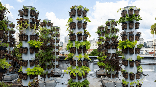 Vertical rooftop hydroponic plant towers full of greenery