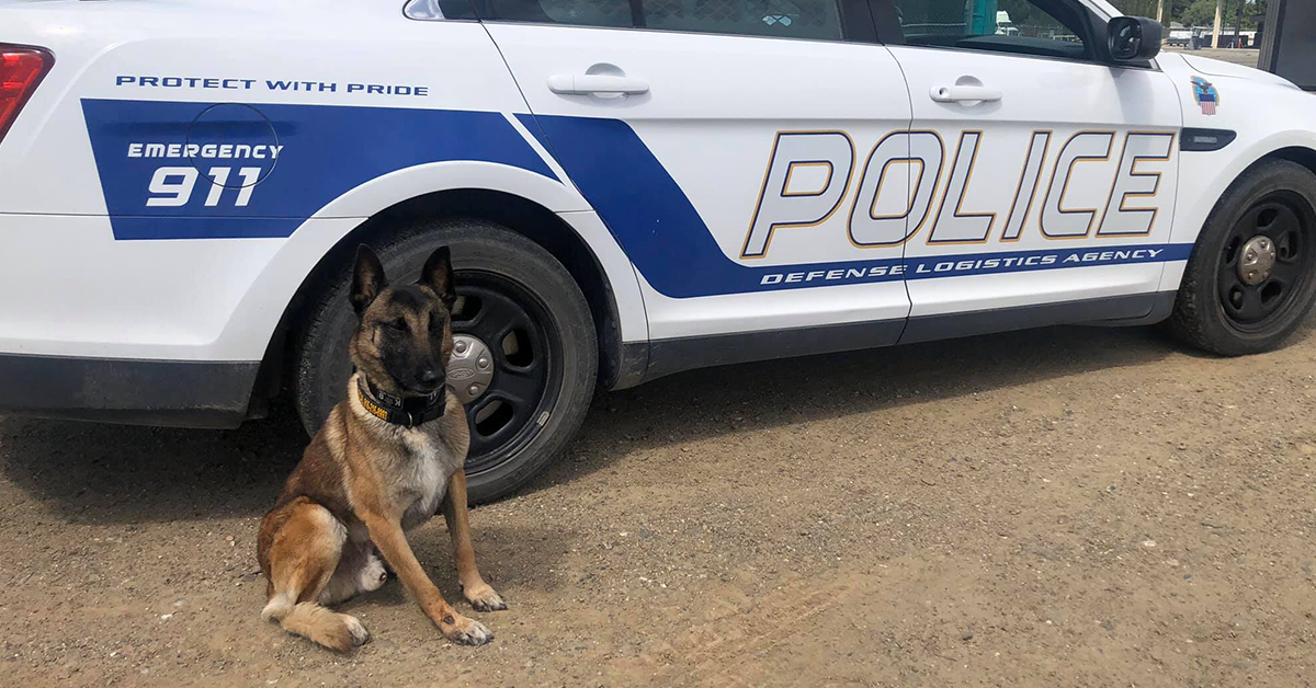 Swyft Spotlight: The Heartrending Story of Team K9's Hero Dogs